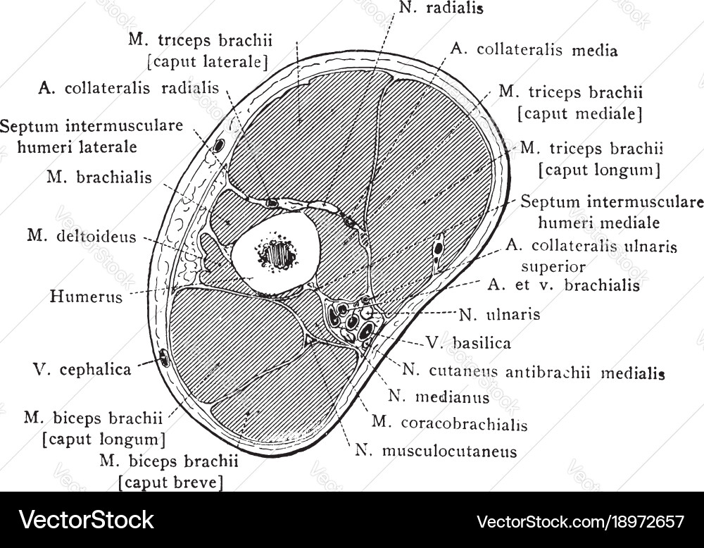 Cross section through arm below insertion vector image