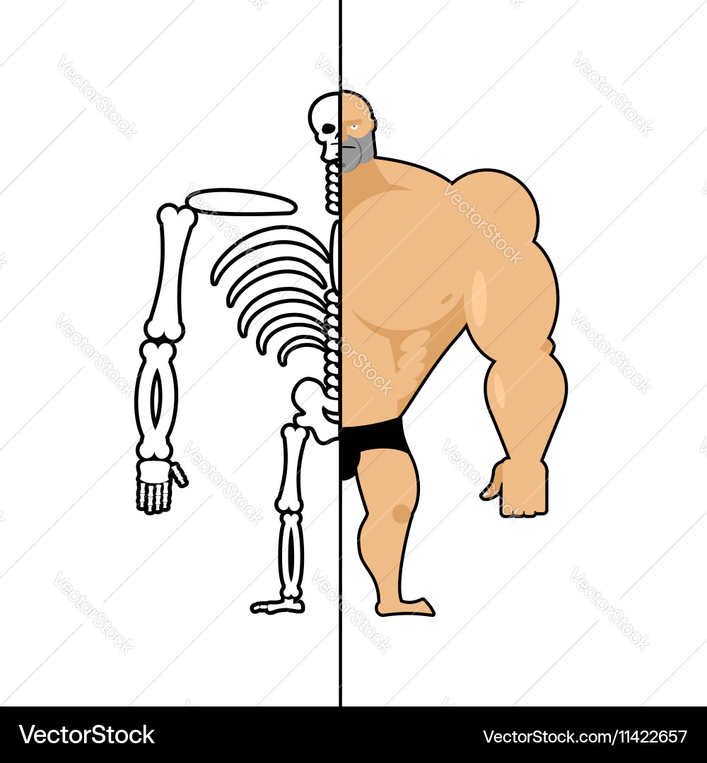Human structure skeleton men construction Vector Image