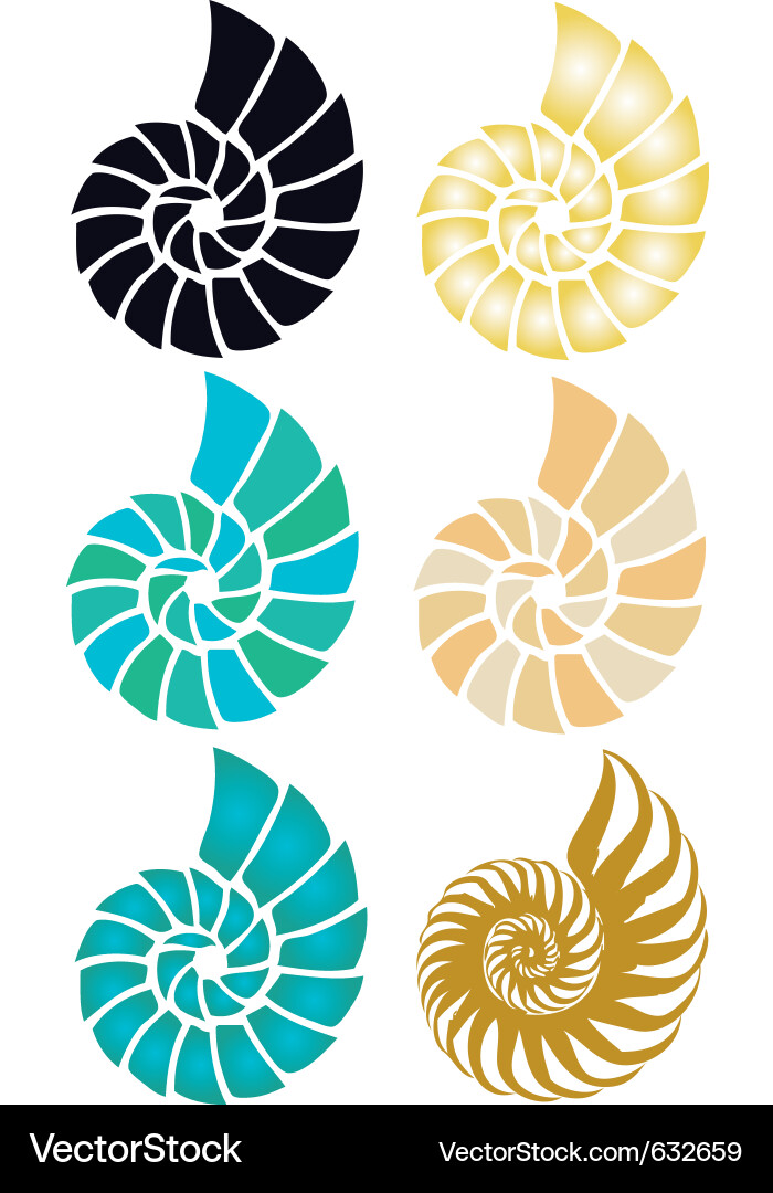 Abstract Shell Pattern vector image