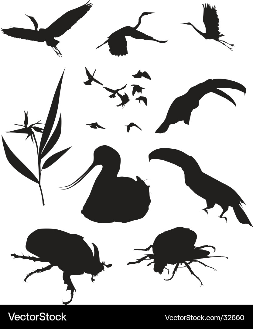Elegant Bird Silhouettes Vector Image