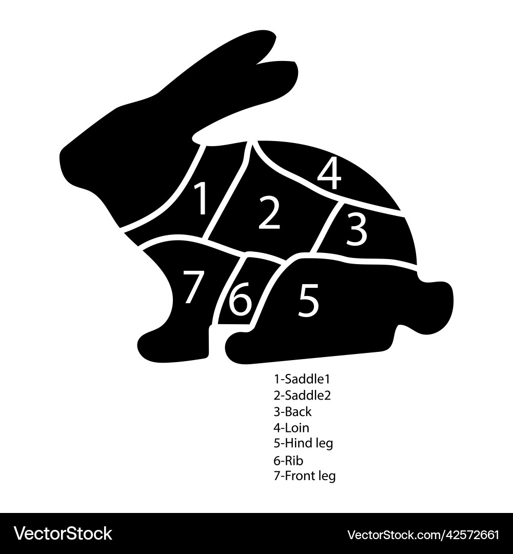 Kaninchen Schnittschema Diagramm mit Zahlen Kaninchen Schnittschema Diagramm mit Zahlen Vektorbild
