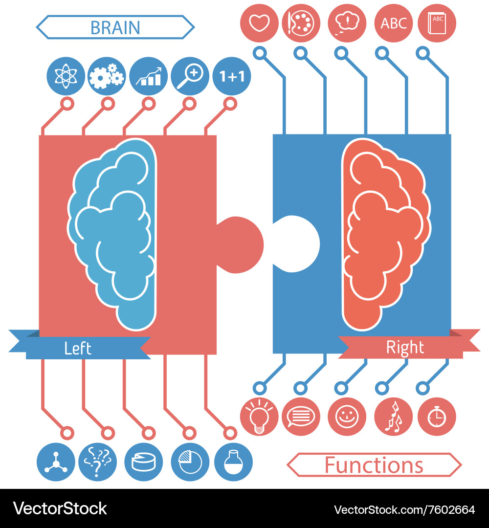 Left and right brain functions concept Vector Image