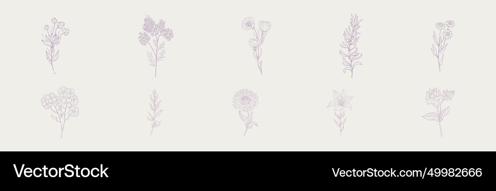 Hand drawn flower and blooming plant on stem Hand drawn flower and blooming plant on stem vector image