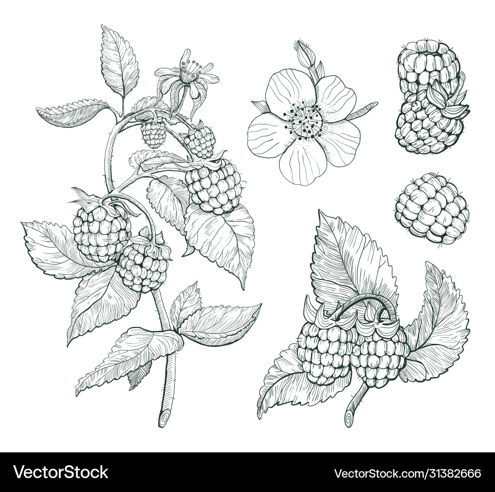 Raspberry Sketch - Berry Branch vector image