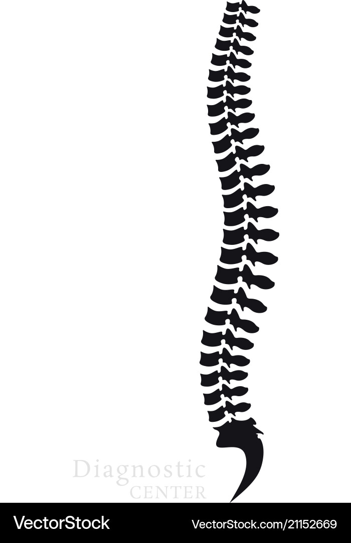 Human Vertebral Column Anatomy Vector Image