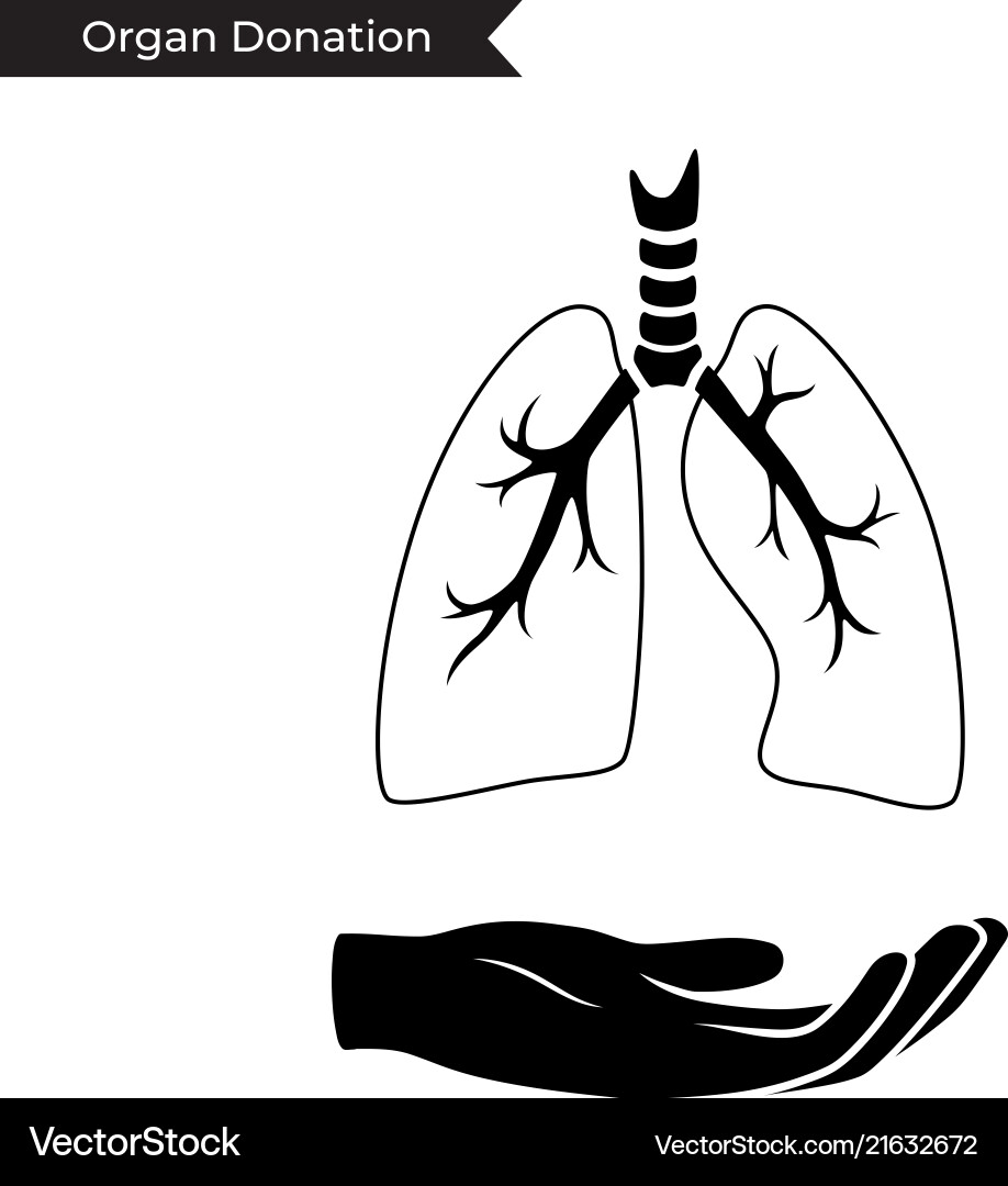 Human Lung Anatomy Vector Image