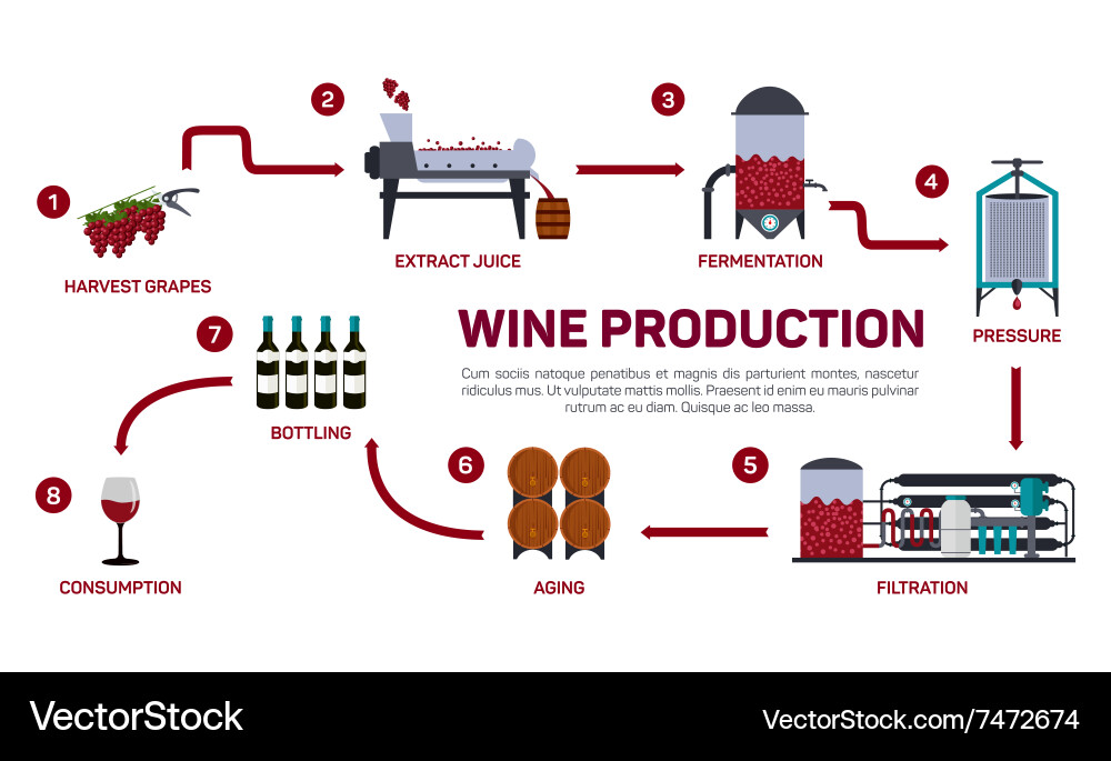 Wine making how Royalty Free Vector Image - VectorStock