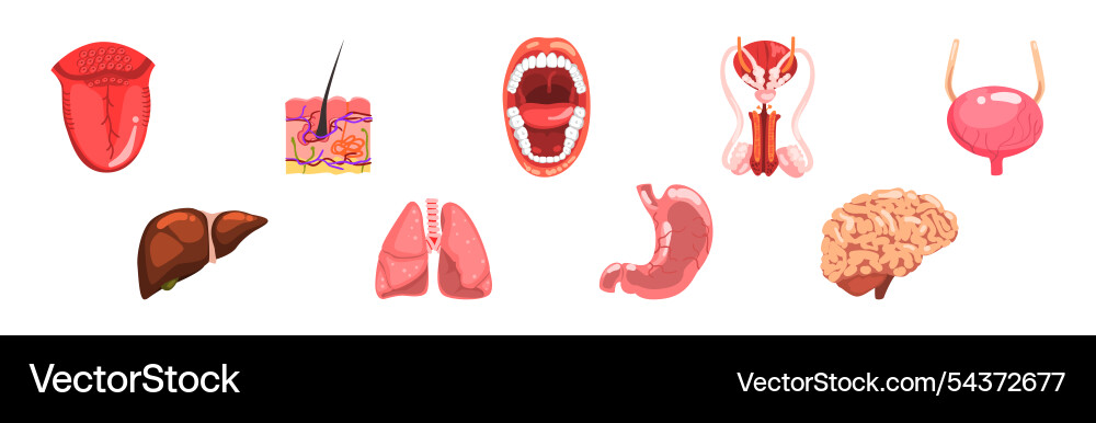 Körper Inneres Organteil und Element Lizenzfreier Vektor