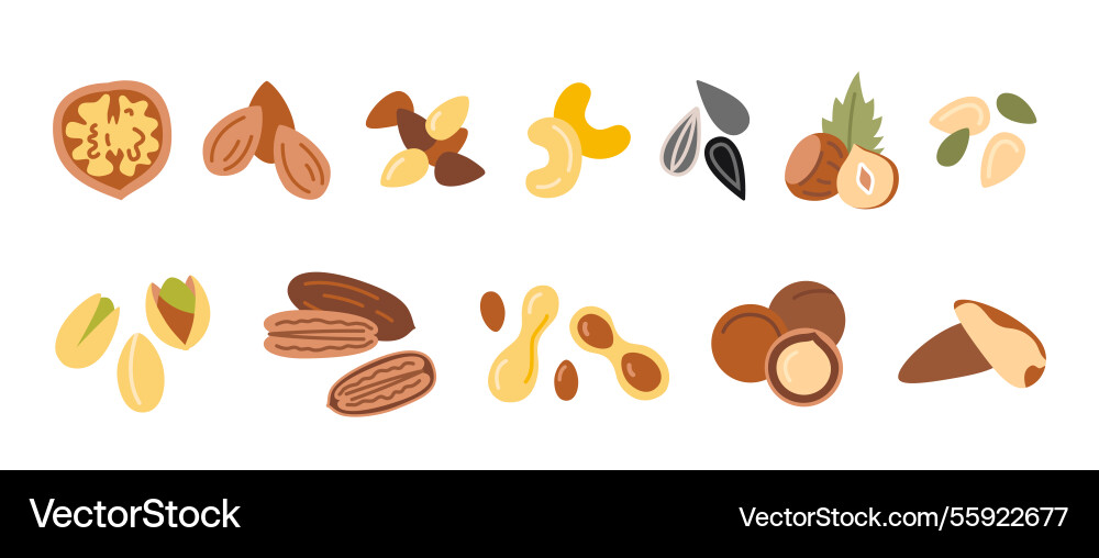 Set with various nuts and seeds like walnut Set with various nuts and seeds like walnut Vector Image