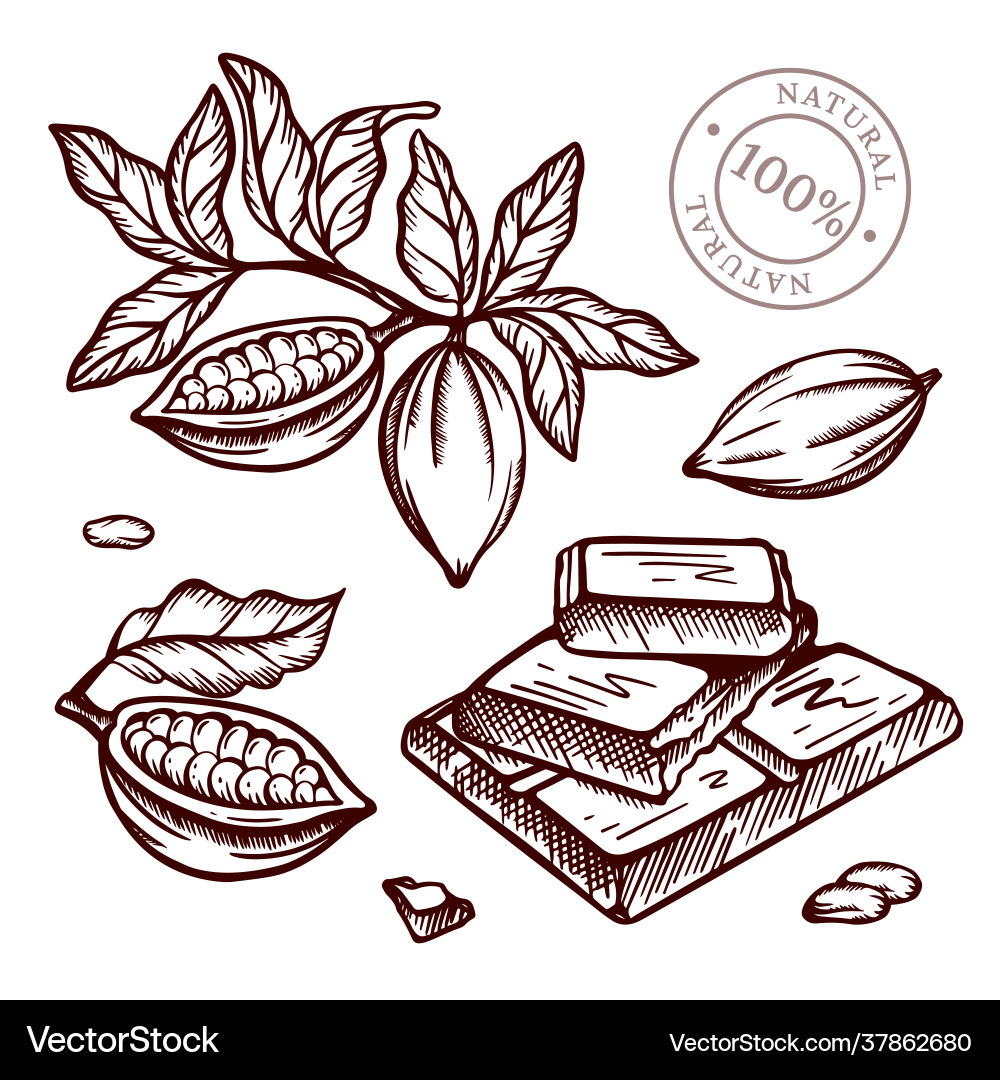 Cocoa branch design in sketch style Cocoa branch design in sketch style vector image