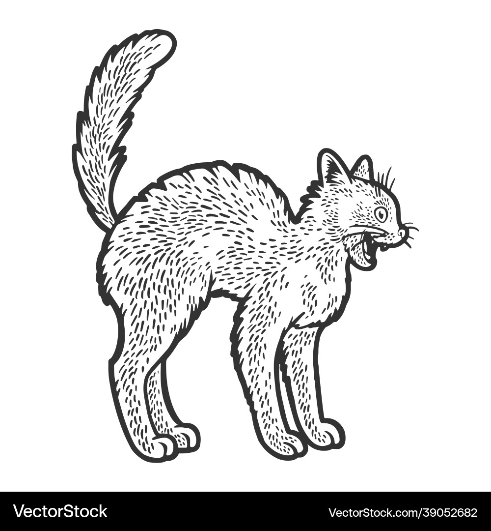 Bristle cat sketch vector image