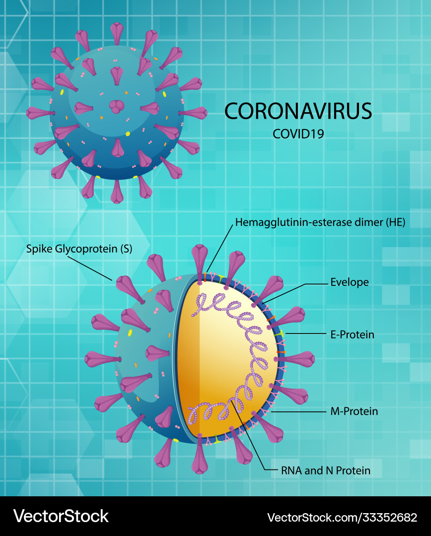 Diagram corona virus particle structure Diagram corona virus particle structure vector image