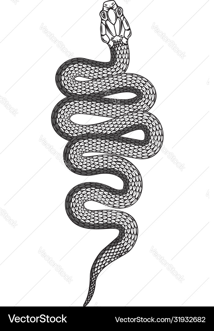 Poisonous snake in engraving style design element Poisonous snake in engraving style design element vector image
