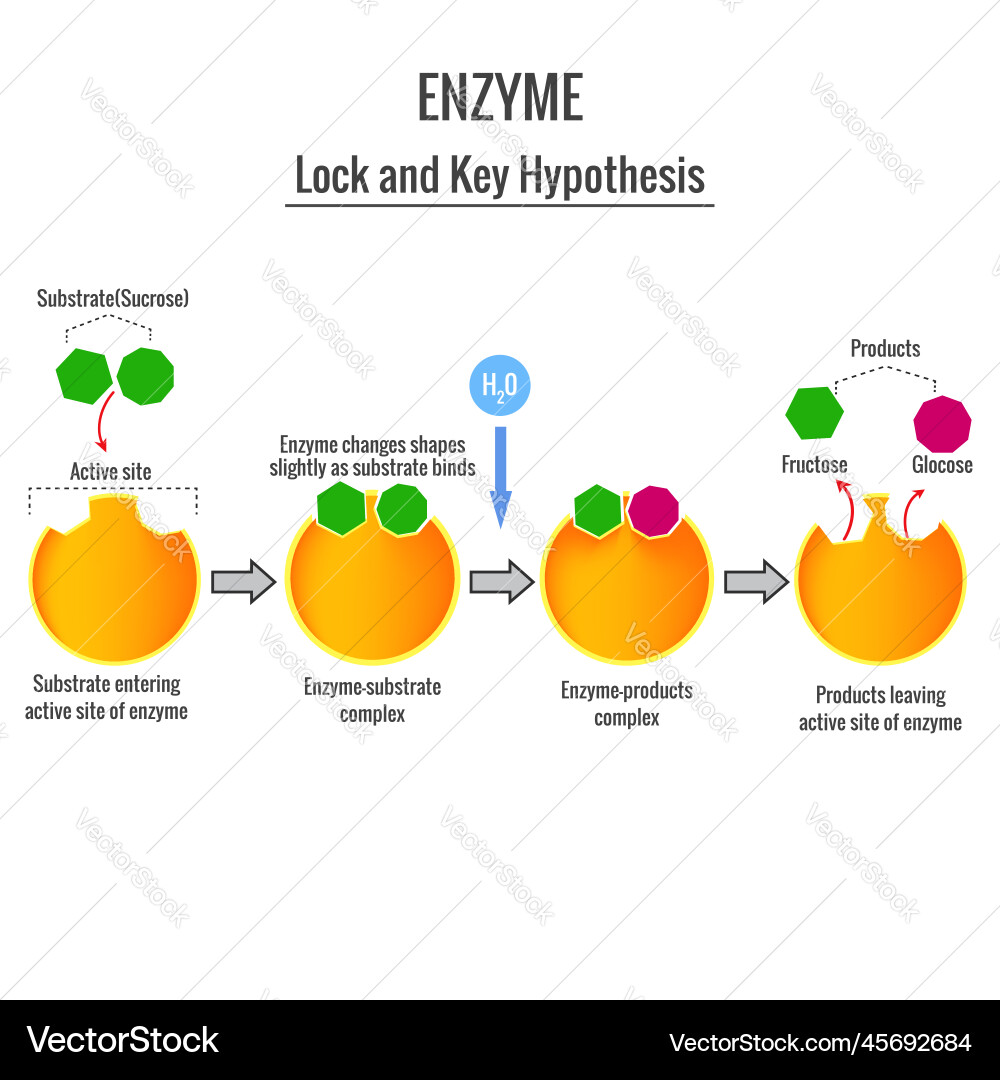 Lock and key mechanism of enzyme action Lock and key mechanism of enzyme action vector image
