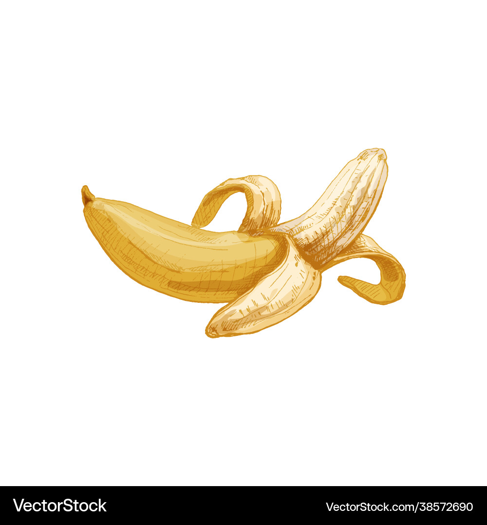 Banana halb geschälte Früchte Vintage-Schraffur Banana halb geschälte Früchte Vintage-Schraffur vektorbild