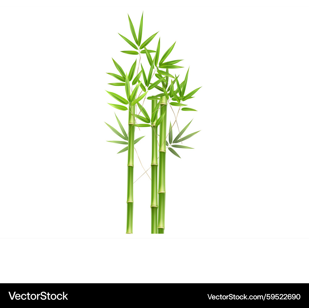 Bamboo Vector Flute Free Download Image Transparent HQ PNG Download |  FreePNGimg, image size:1000x996