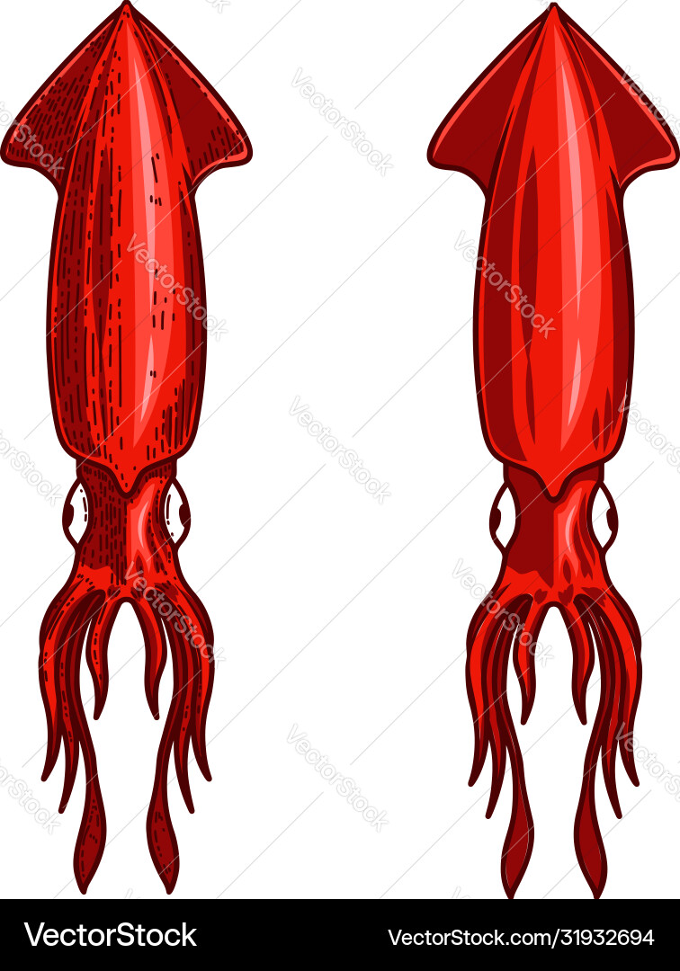 Squid in Gravur Designelement für Logo Squid in Gravur Designelement für Logo vektorbild