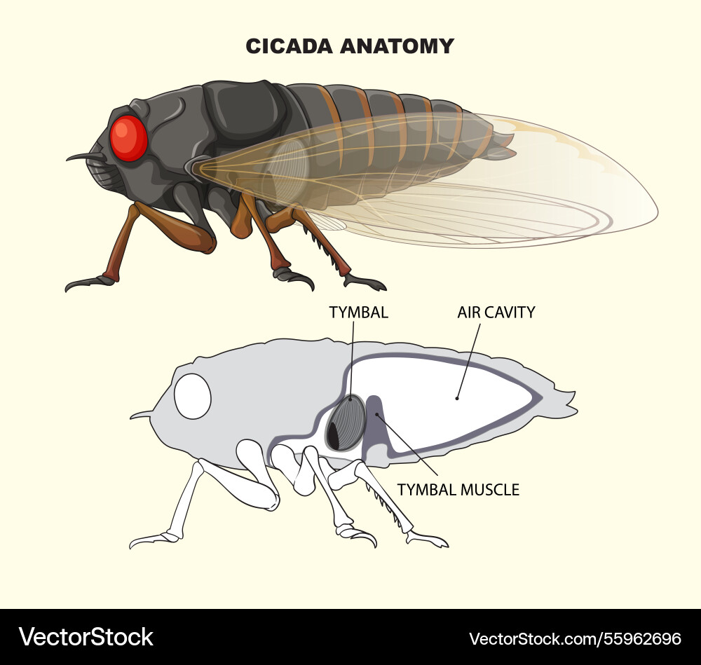 Cicada anatomy and sound-producing structures Cicada anatomy and sound-producing structures vector image