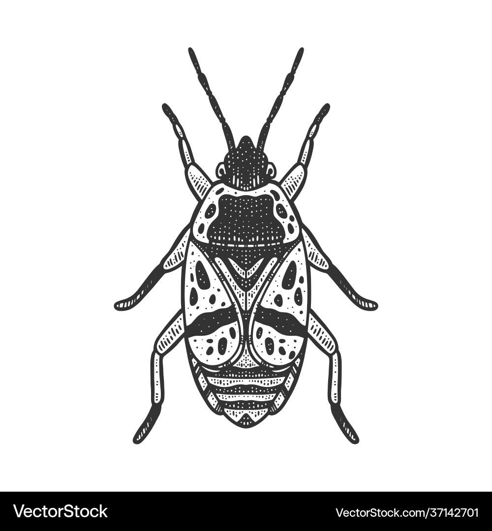 Firebug beetle bug sketch Vector Image