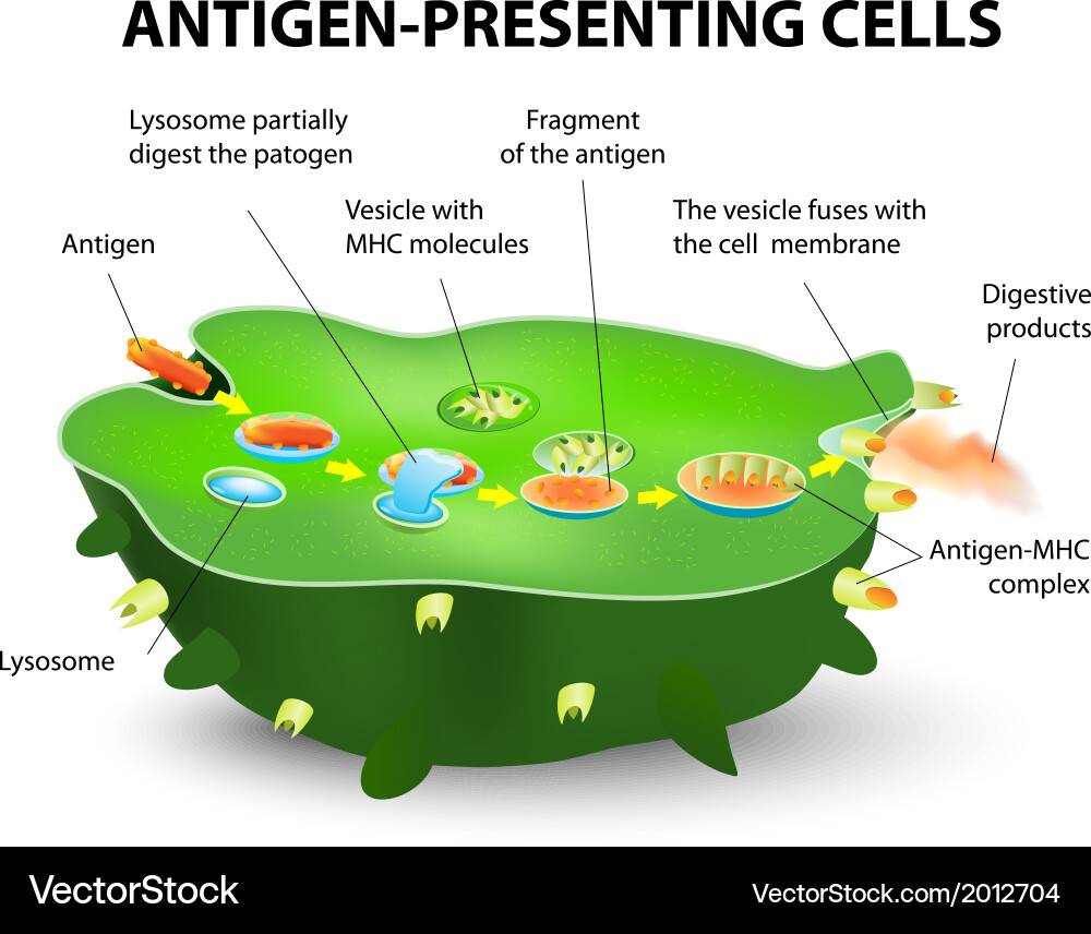 Antigen Presentation Pathway Vector Image