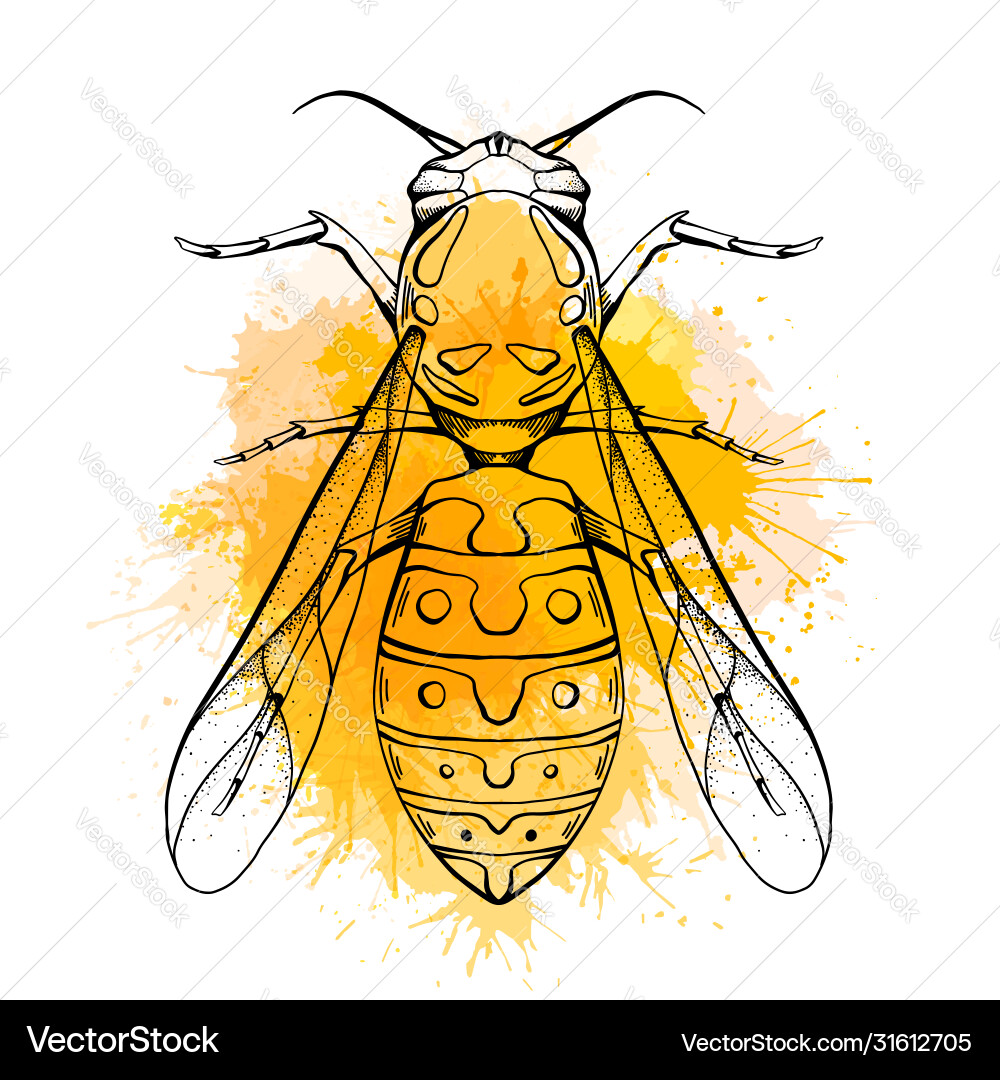 Contour sketch a wasp with top view Contour sketch a wasp with top view vector image