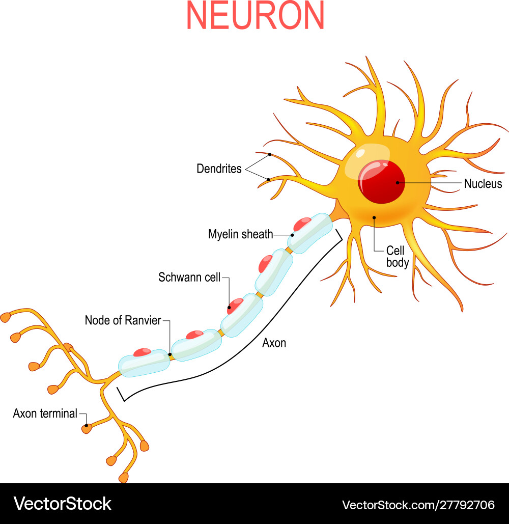 Neuron anatomy structure a nerve cell Royalty Free Vector