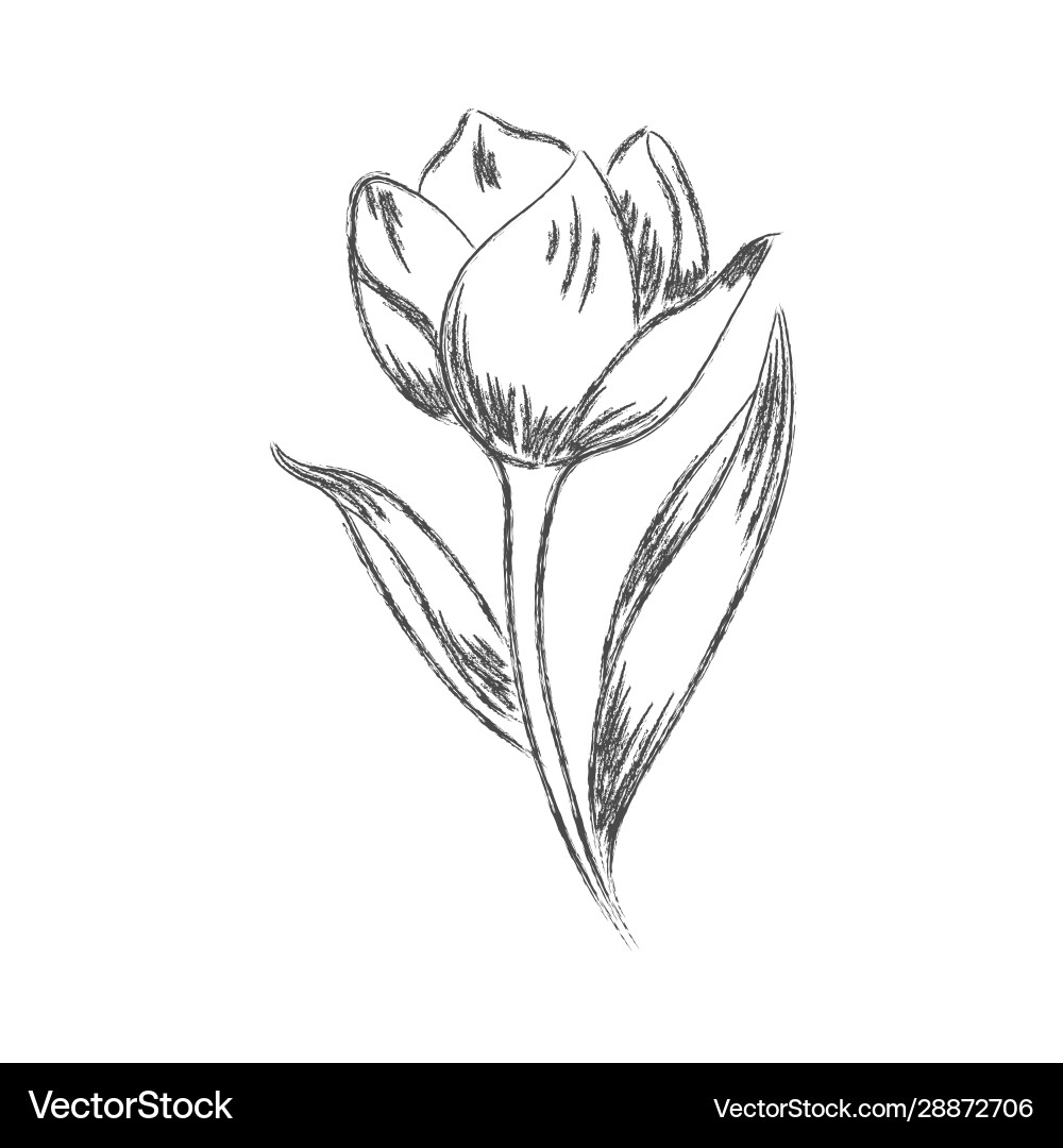 Pencil drawing a flower with leaves isolated Pencil drawing a flower with leaves isolated vector image