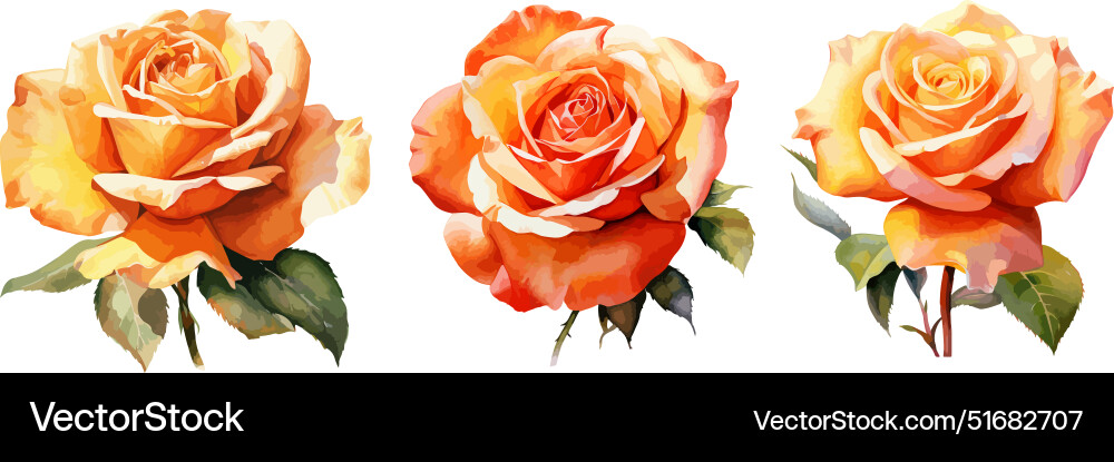 Yellow rose clipart isolated Yellow rose clipart isolated vector image