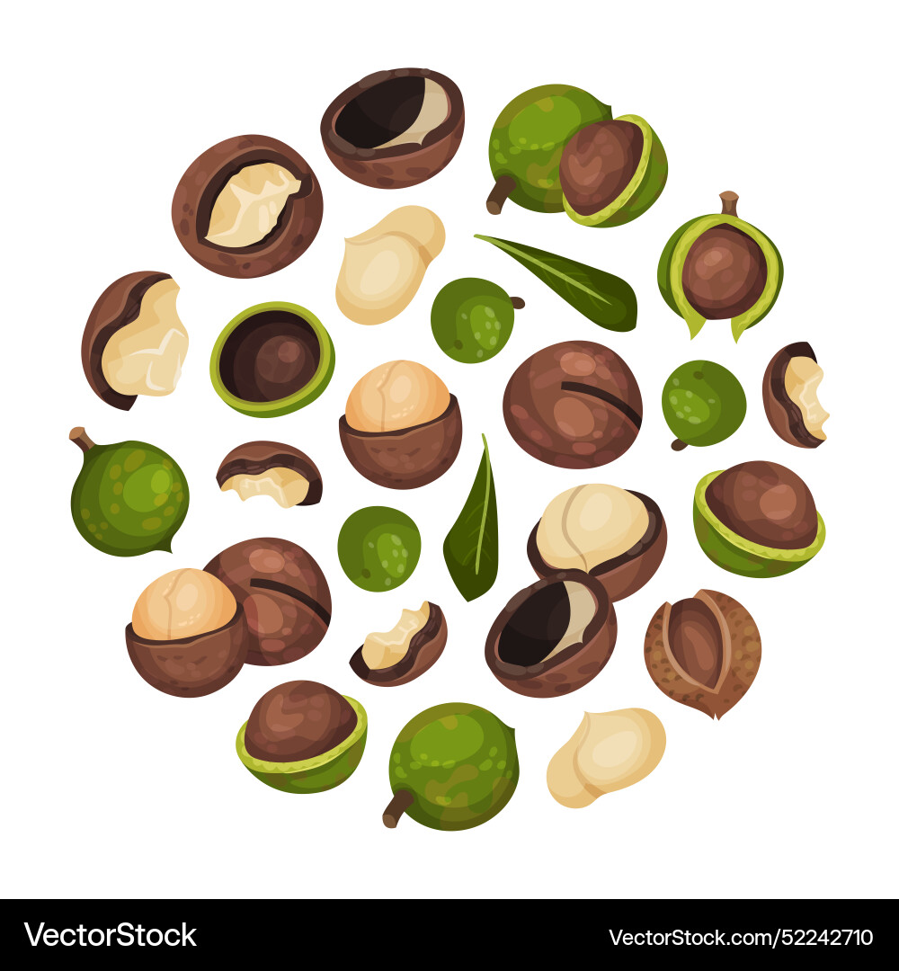 Macadamia nut round composition with kernel Vector Image