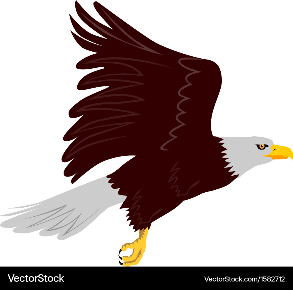 Bald eagle flying Royalty Free Vector Image - VectorStock
