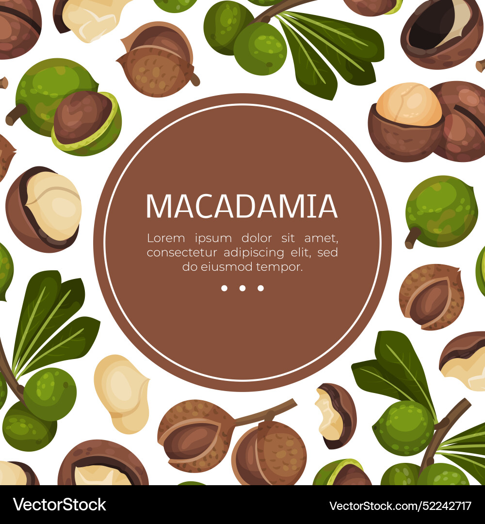 Macadamia nut banner design with kernel and shell Macadamia nut banner design with kernel and shell vector image