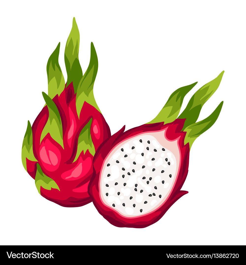 Dragon fruit isolated on white background Dragon fruit isolated on white background vector image