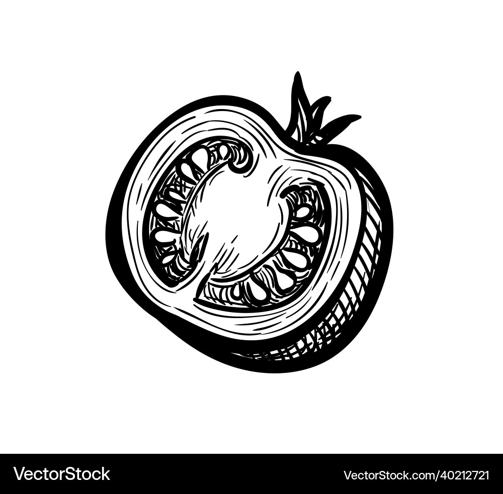 Ink sketch of cherry tomato vector image