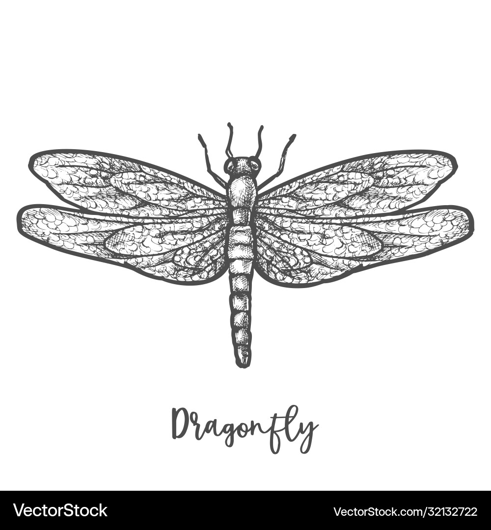 Engraved dragonfly or flying insect sketch Engraved dragonfly or flying insect sketch vector image