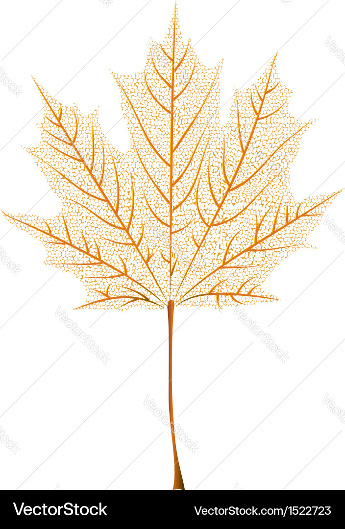 Maple leaf skeleton Vector Image