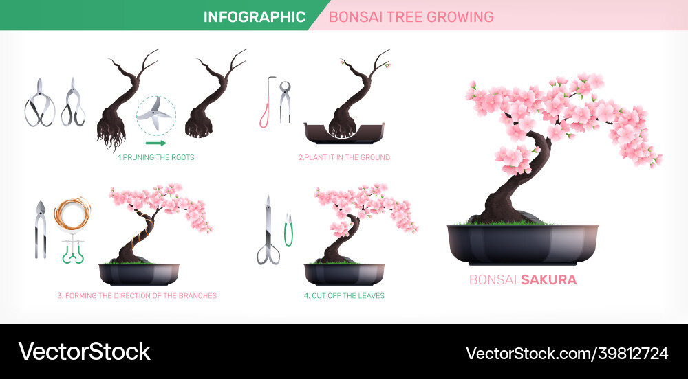 Bonsai Sakura Growing Infographics vector image