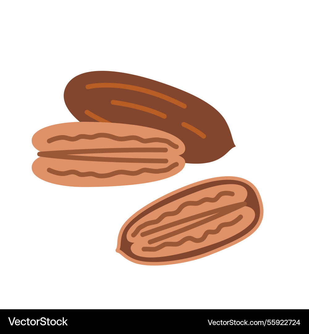 Pecan nut in shell and without it isolated Vector Image