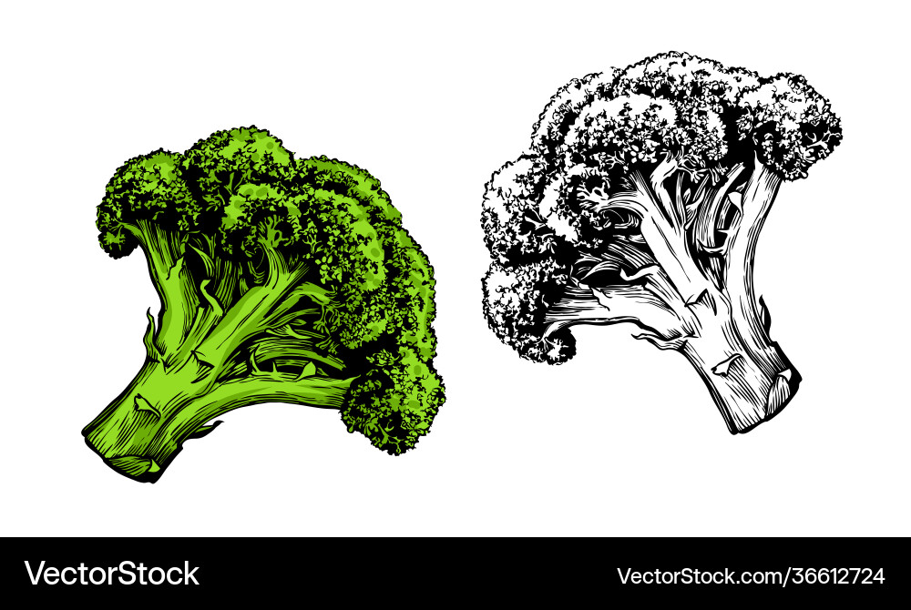 Vegetable broccoli isolated on white background Vector Image
