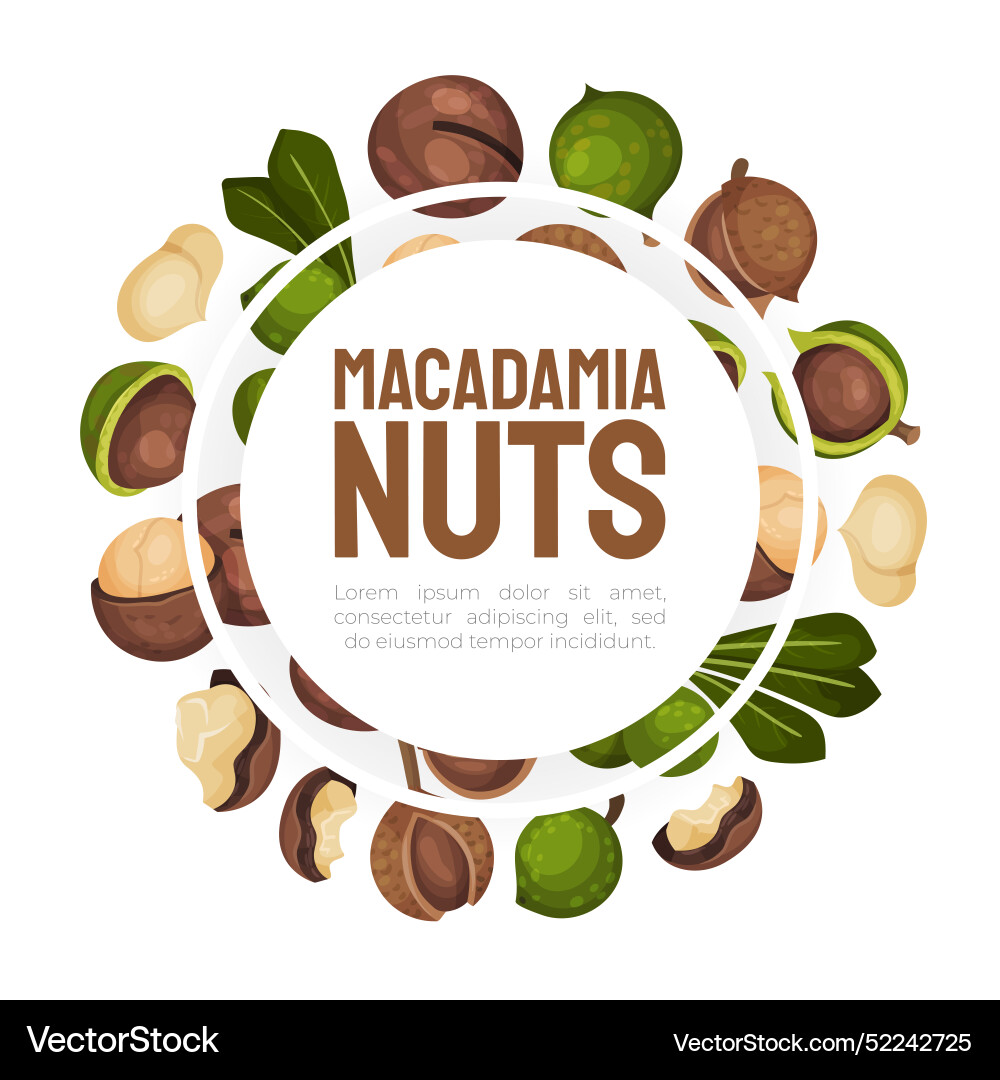 Macadamia nut banner design with kernel and shell Macadamia nut banner design with kernel and shell vector image