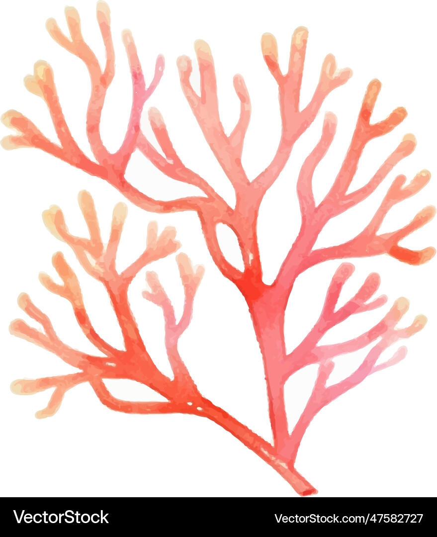 Seaweed watercolor vintage botanical decoration Seaweed watercolor vintage botanical decoration vector image