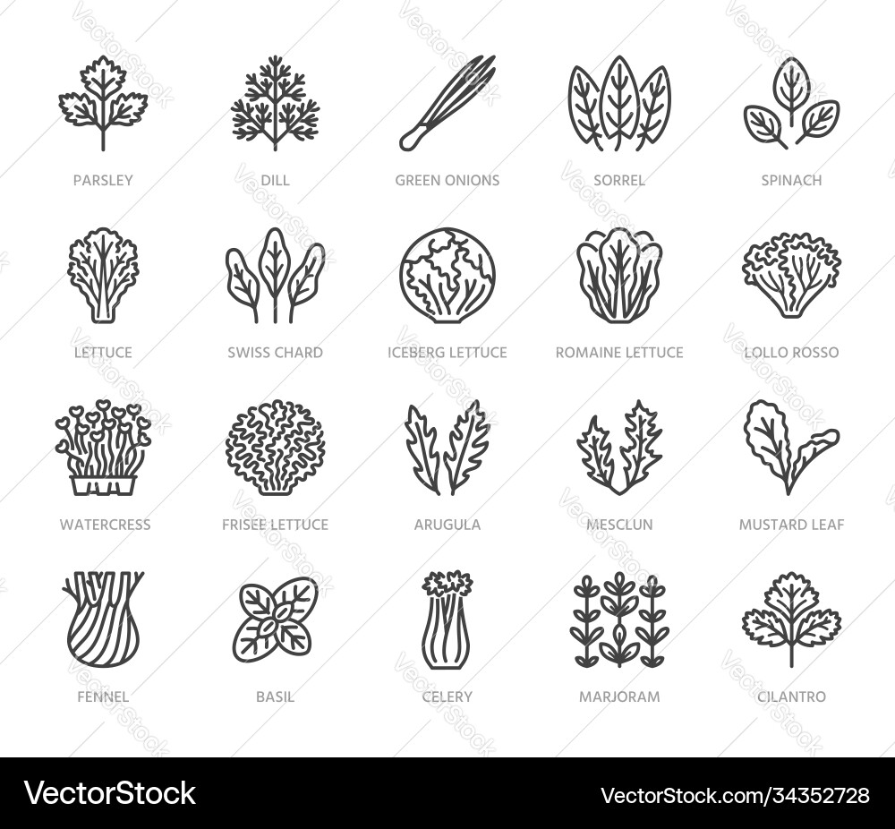 Green vegetables flat line icons set lettuce Green vegetables flat line icons set lettuce vector image