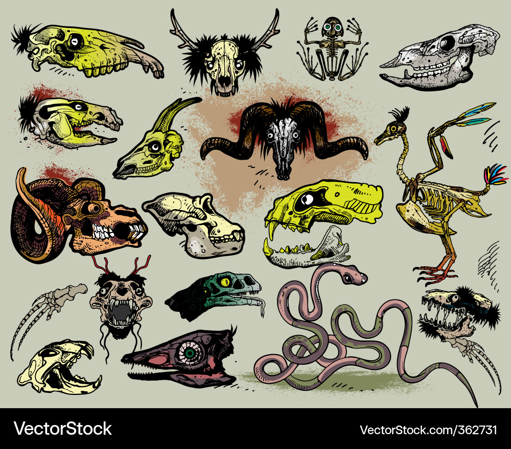 Animal Skulls and Skeletons Collection vector image
