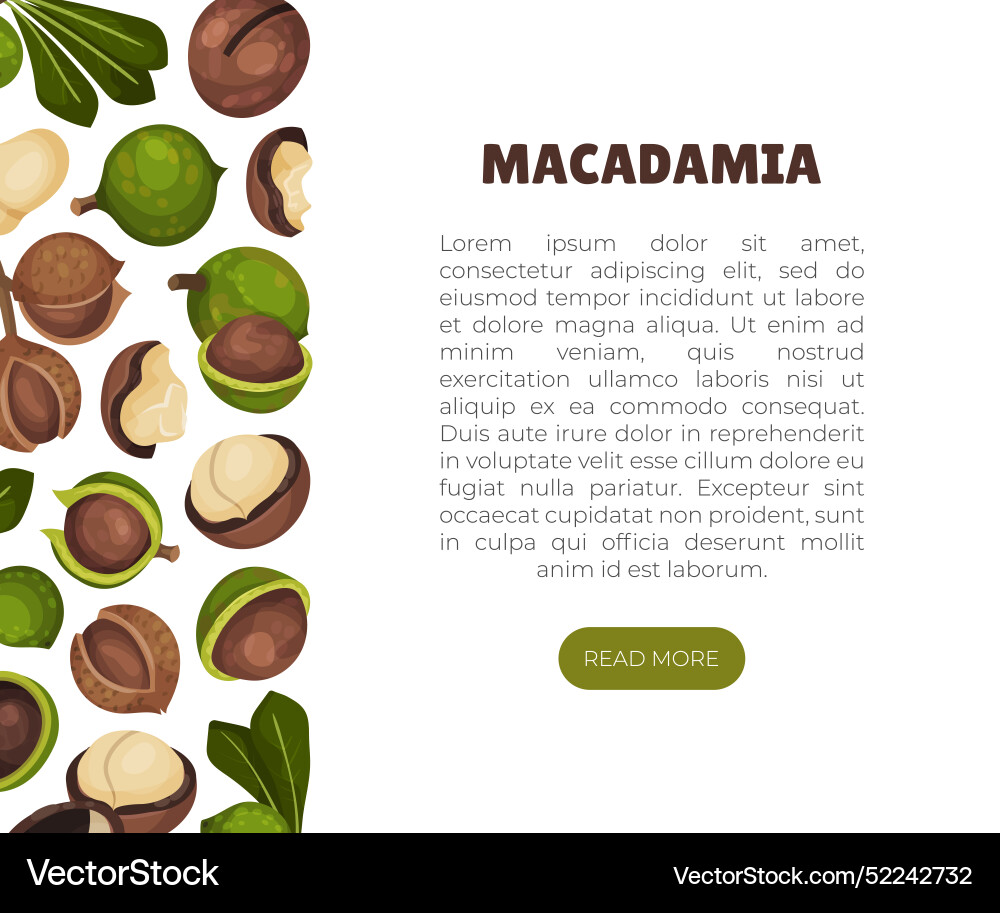 Macadamia nut banner design with kernel and shell Macadamia nut banner design with kernel and shell vector image