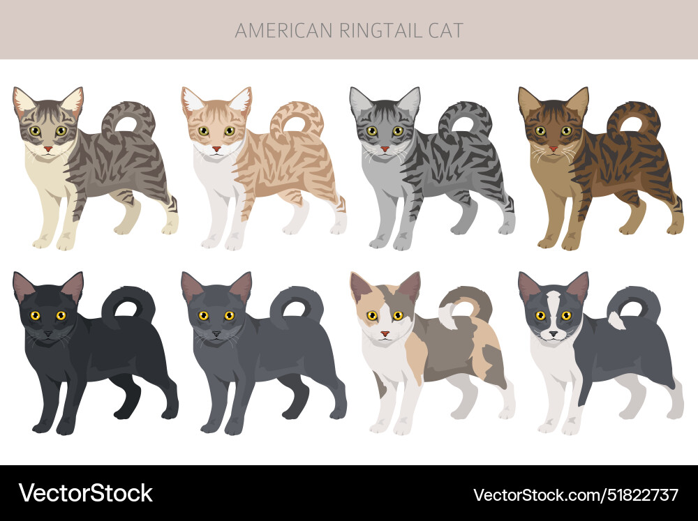 American ringtail cat clipart all coat colors set American ringtail cat clipart all coat colors set vector image