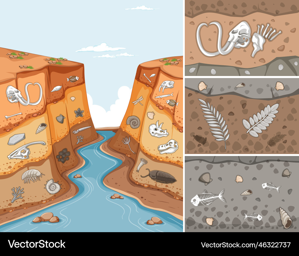 Fossil and Geological Time Scale vector image