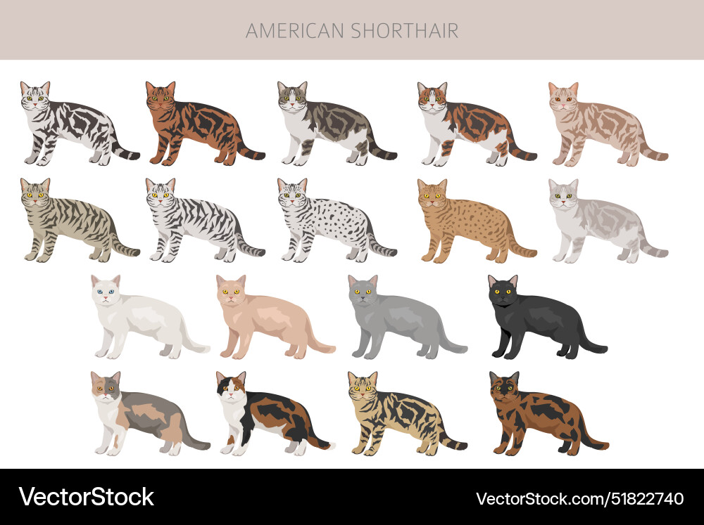American shorthair cat clipart all coat colors American shorthair cat clipart all coat colors vector image