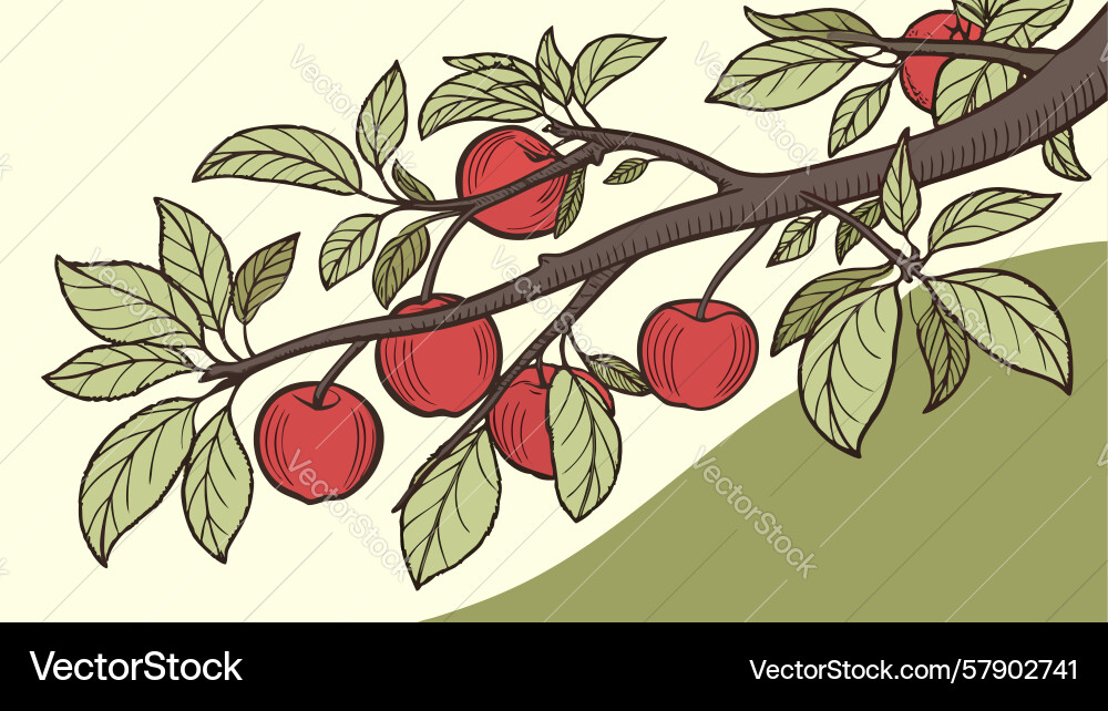 Branch with multiple ripe red apples bountiful Vector Image