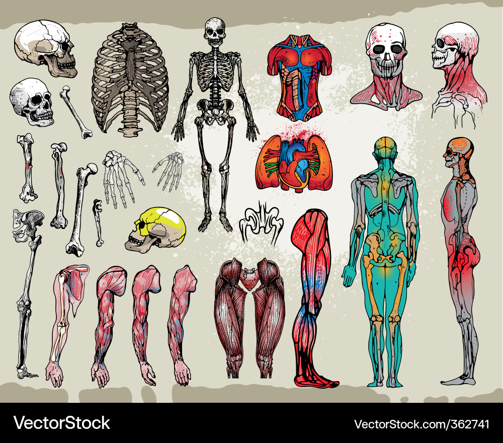 Detailed Human Anatomy Diagram Vector Image