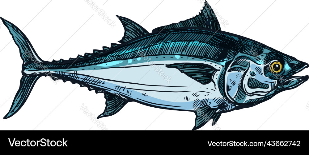 Tuna predatory schooling fish isolated bluefin Tuna predatory schooling fish isolated bluefin vector image