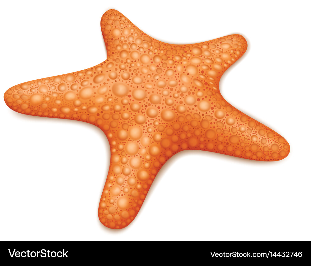 Starfish Royalty Free Vector Image - VectorStock